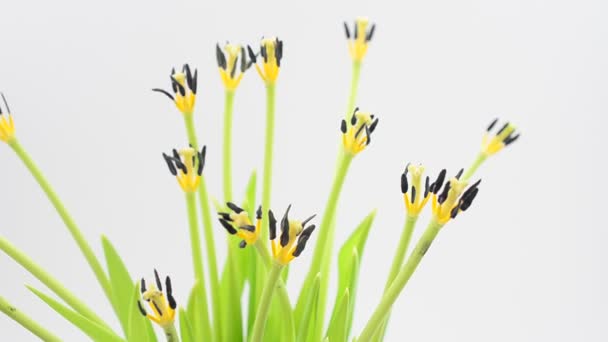 Frühlingsblumen Auf Weißem Hintergrund Minimalismus Schießen Der Bewegung — Stockvideo