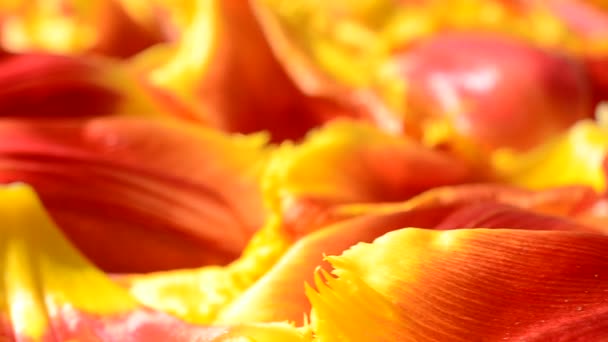 白色背景上的郁金香 郁金香花瓣的背景 — 图库视频影像