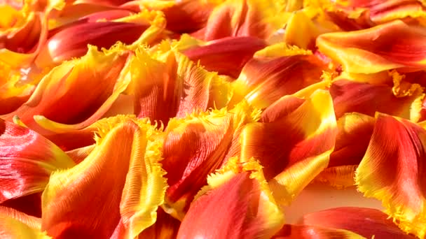 Hintergrund Sind Blütenblätter Von Tulpen Schießen Der Bewegung — Stockvideo