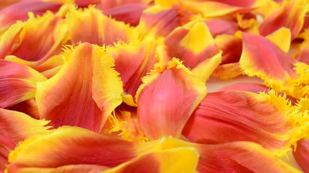 Tulips White Background Background Petals Tulips — Stock Video