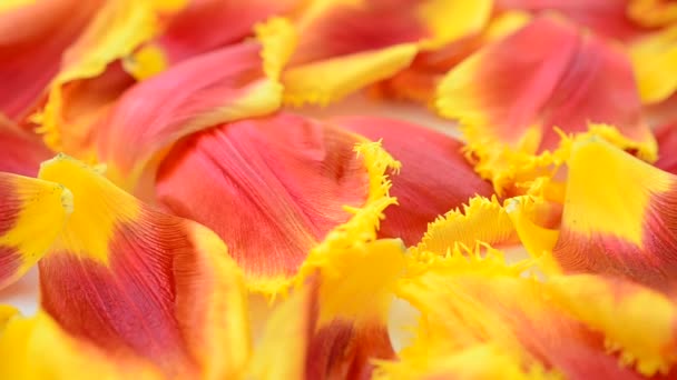 Sfondo Petali Tulipani Sparatoria Nel Movimento — Video Stock