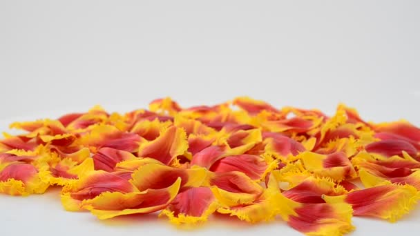 白色背景上的郁金香 郁金香花瓣的背景 — 图库视频影像