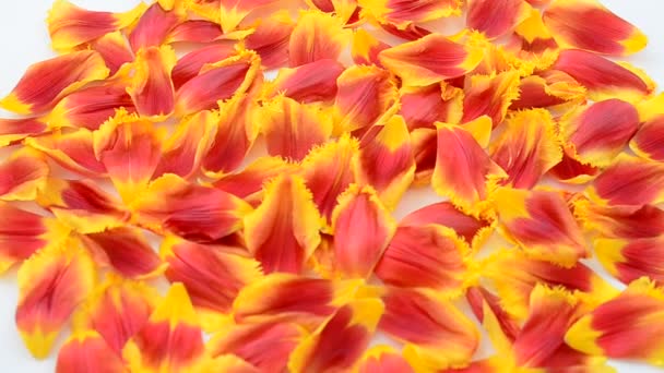 Background Petals Tulips Tulips White Background — Stock Video