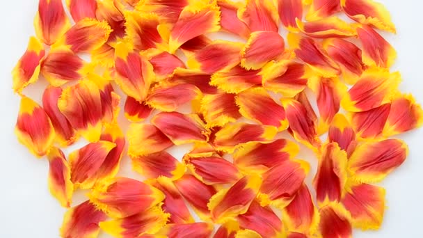 郁金香花瓣的背景 白色背景的郁金香 — 图库视频影像