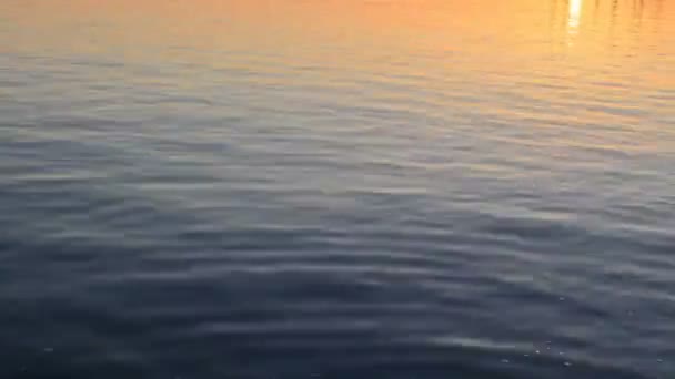 水の上に波紋 タイムラプス撮影 — ストック動画