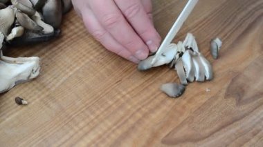 Mantar kesiyoruz. Tahtadaki istiridye mantarı..