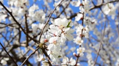 Ağaçtaki çiçekler bir kayısı. İlkbaharda çekim.