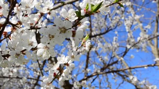 Flores Uma Árvore Damasco Tiro Primavera — Vídeo de Stock