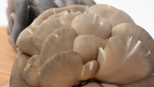 Oesterchampignons Een Bord Schieten Beweging — Stockvideo