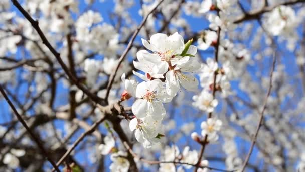 Ağaçtaki Çiçekler Bir Kayısı Lkbaharda Çekim — Stok video