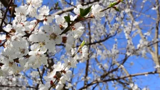 Flores Uma Árvore Damasco Tiro Primavera — Vídeo de Stock