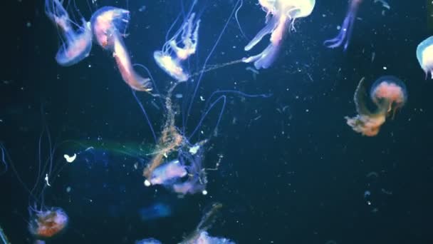 水母在水下 水母在水下 西班牙巴塞罗那 — 图库视频影像