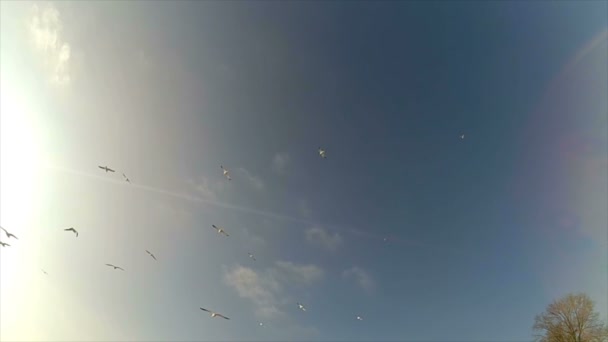 Fiskmåsar Himlen Sakta Backarna Fiskmåsar Över Havet — Stockvideo