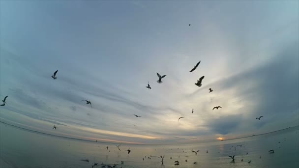 Fiskmåsar Himlen Sakta Backarna Fiskmåsar Över Havet — Stockvideo