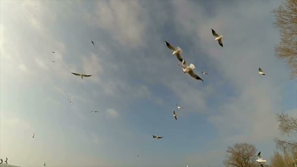 Gaivotas Céu Movimento Lento Gaivotas Sobre Mar — Vídeo de Stock