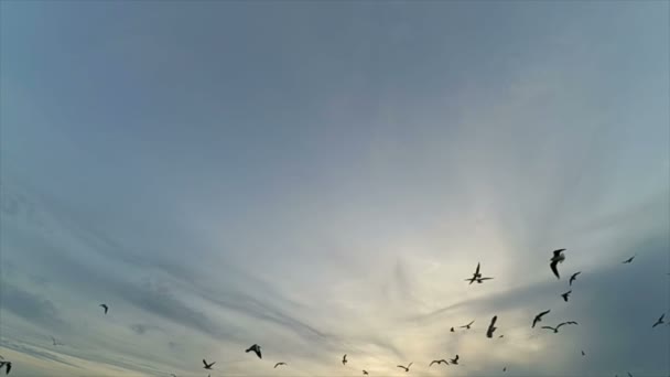 Fiskmåsar Himlen Sakta Backarna Fiskmåsar Över Havet — Stockvideo