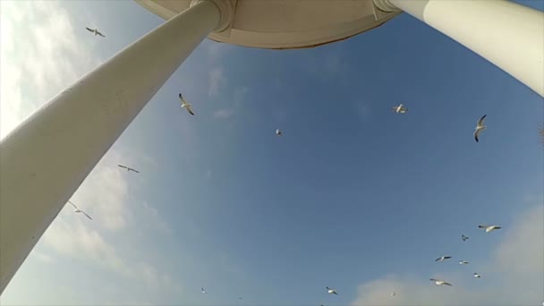 Arbor Sobre Mar Uma Gaivota Movimento Lento Gaivotas Céu — Vídeo de Stock