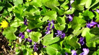 Arılar ve çiçekler. Yavaş çekim.