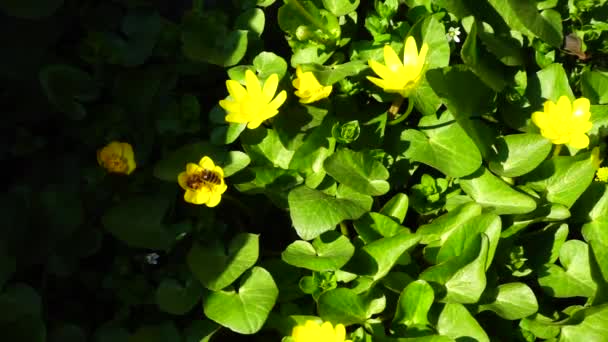 Bijen Bloemen Langzame Beweging — Stockvideo