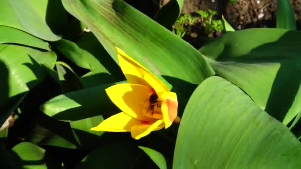 Bijen Bloemen Langzame Beweging — Stockvideo