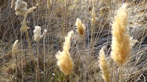 Schilf Wind Schießen Der Natur — Stockvideo