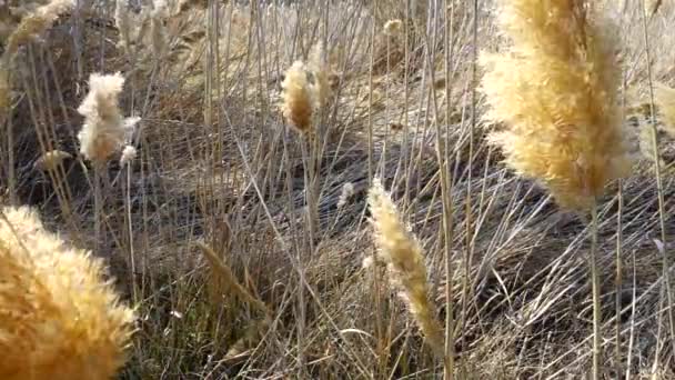 Reed Wietrze Strzelanie Naturze — Wideo stockowe