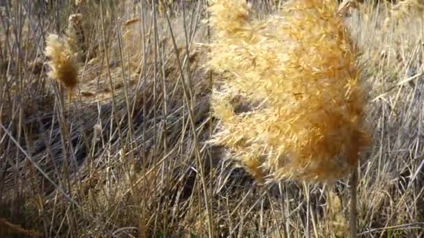 Reed Wietrze Strzelanie Naturze — Wideo stockowe