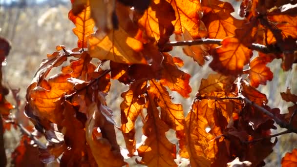 Eikenbladeren Herfst — Stockvideo