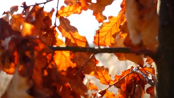 Hojas Roble Otoño — Vídeo de stock