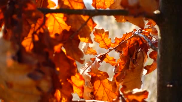 Foglie Quercia Autunno — Video Stock