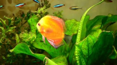 Akvaryumda balıklar. Su altı dünyasının çekim gücü.