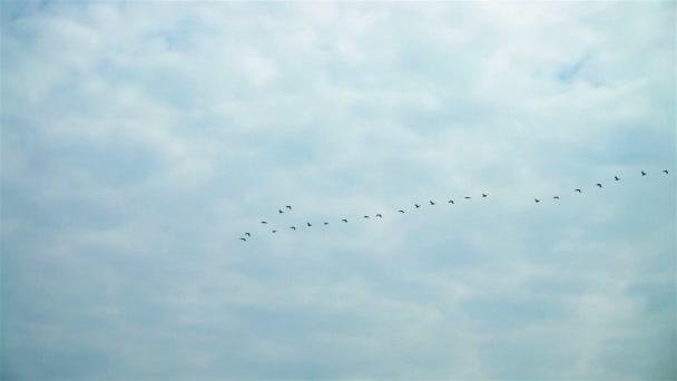 Flyttfåglar Himlen — Stockvideo