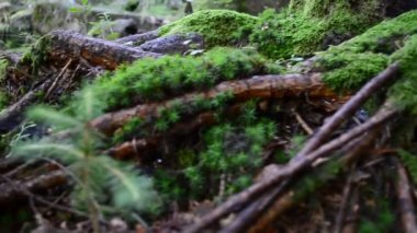 Kökler ve yosunlar. Temmuz 'da çekim