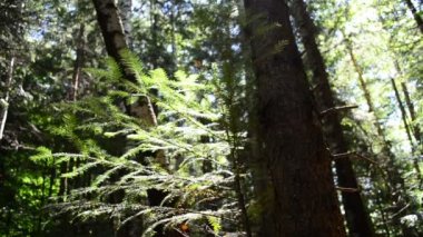 Çamlar arasındaki hareket. Çam ağaçlarının arasındaki hareket