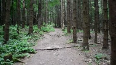 Ormanda çamlar, yaz. Çamların arasında yürü