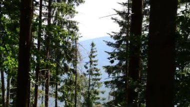 Güzel çam ağaçları. Çamlar dağlara karşı