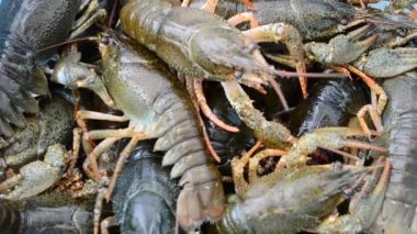 Canlı kerevit avlamak. Canlı kerevit avı.