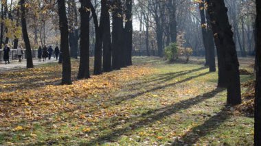 Sonbahar parkı. Sonbaharda, Ekim 'de çekimler.