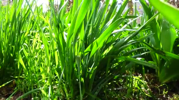 Herbe verte printanière. Tournage au printemps .