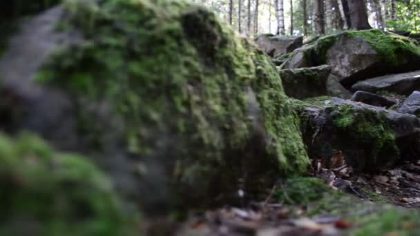 Racines d'arbres. Mousse sur les racines .