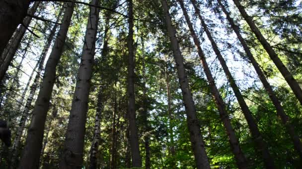 Vackra Tallar Mot Berg Tallar Mot Berg — Stockvideo