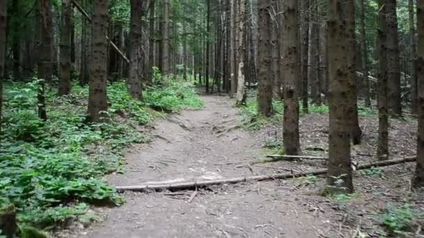 Die Straße Kiefernwald Bewegung Auf Dem Holz — Stockvideo