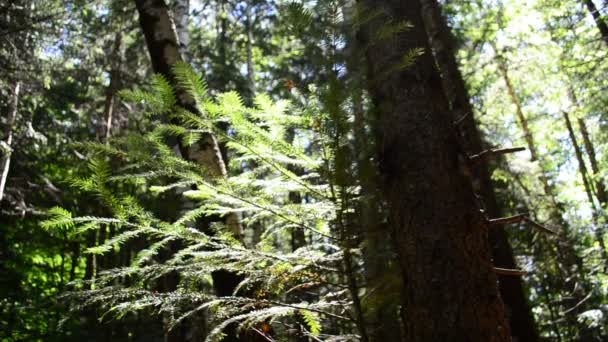 Varens Het Bos Dennenhout — Stockvideo