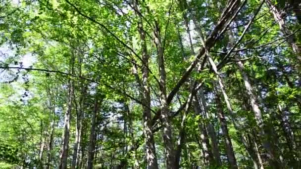 Güzel Çam Ağaçları Çam Ağacı — Stok video