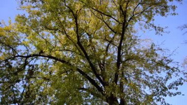 Ağacın üzerinde yapraklar. Ekim 'de Sonbahar