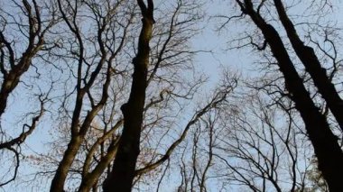 Yapraksız ağaçlar gökyüzüne karşı. Ekim 'de Sonbahar