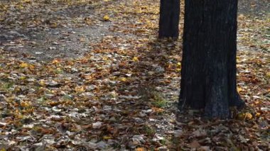 Sonbahar parkı. Sonbaharda, Ekim 'de çekimler.