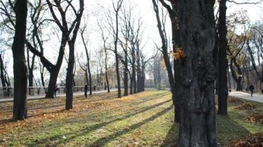 Sonbahar parkı. Sonbahar parkında çekim.