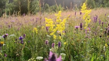 Dağlarda yabani çiçekler. Dağlarda çekim yapmak.