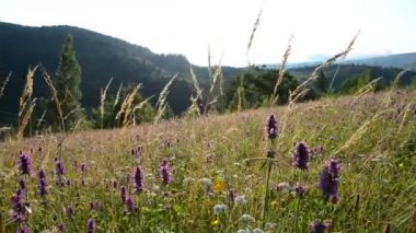 Dağlarda yabani çiçekler. Dağlarda çekim yapmak.